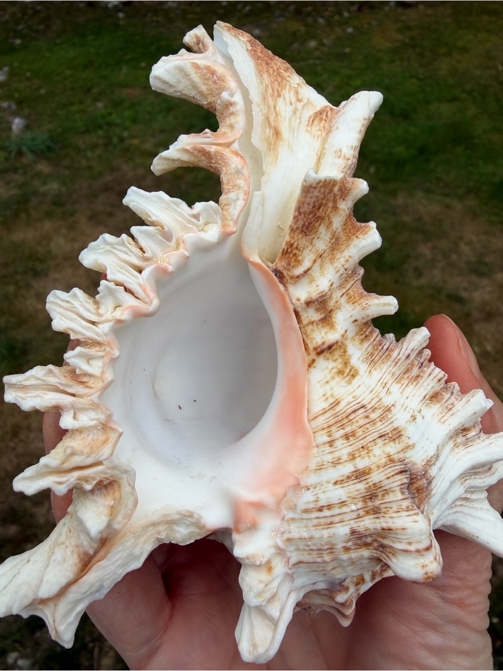 5 Large SeaShells | 🐚 Read Description - Picture 6 of 13